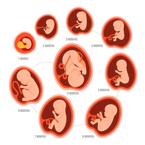 etapas del embarazo mes a mes-4